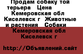 Продам собаку той-терьера › Цена ­ 2 000 - Кемеровская обл., Киселевск г. Животные и растения » Собаки   . Кемеровская обл.,Киселевск г.